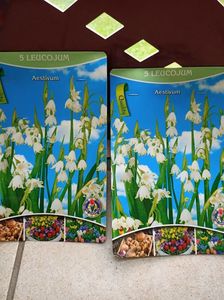 25.09.2024- Leucojum