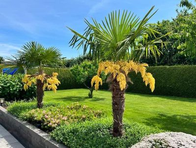trachycarpus fortunei; mizil

