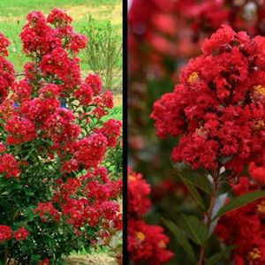 liliac indian  Petite RED; vekygarden
