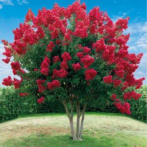 liliac indian red-imperator; VK
