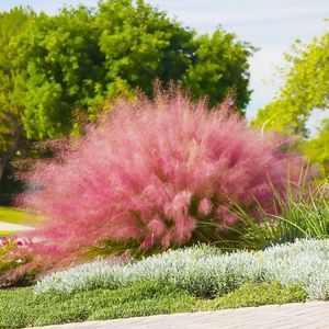 Muhlenbergia capillaris; VK
