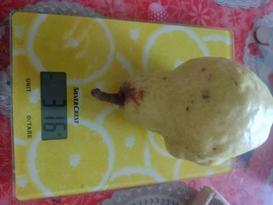 Găsită în pom spre final de septembrie; 315 grame , record la soi , rămasă in pom s-a dezvoltat superb , nu am mai avut pară la gramajul acesta la soi

