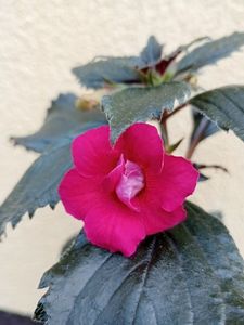 RFs Berry Sweet