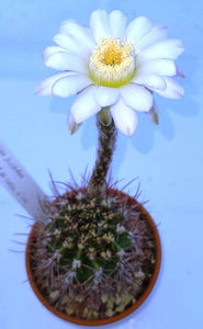 Lobivia leucantha