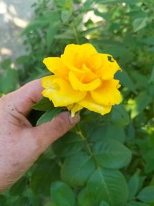 IMG20240812101501