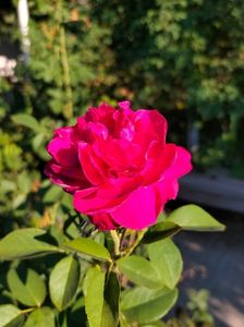 IMG20240729081524