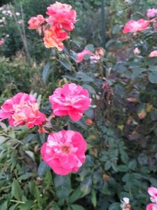 IMG20240712210932