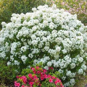 choisya-ternata-aztec; sweetgarden
