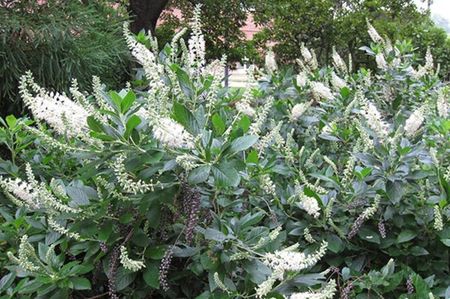 Clethra-alnifolia-Hummingbird; sweet
