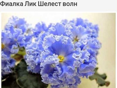 Poza net