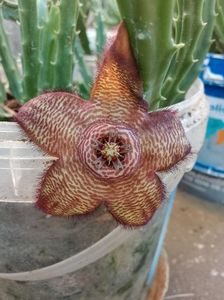 Stapelia mutabilis 2