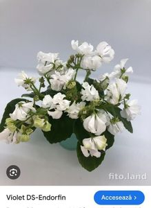 Foto net