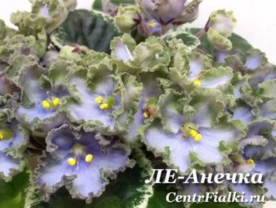 LE Anechka