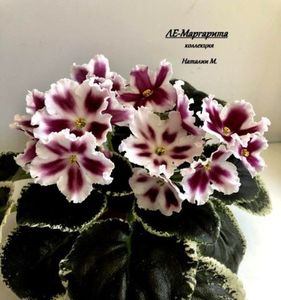 LE-Margarita