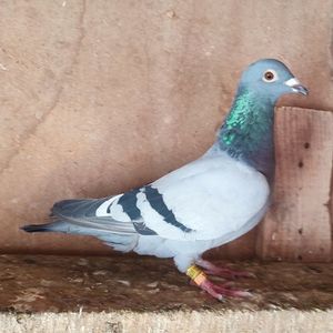 Mascul 24-009