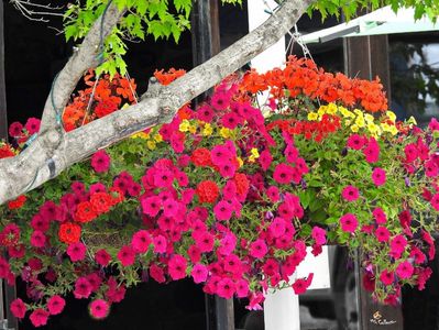 Flowers in Little Italy 8 ,Ottawa, ON