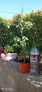 45; Nr.1 Hibiscus
