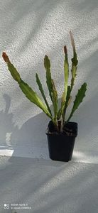 30; Nr.1  Epiphyllum Oxypetalum
