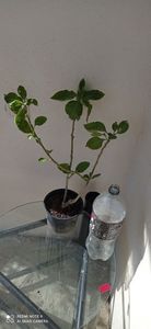50; Iochroma fuchsioides
