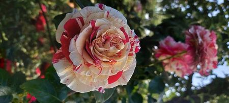 Vanilie fraise,  urcatot matur 120lei.