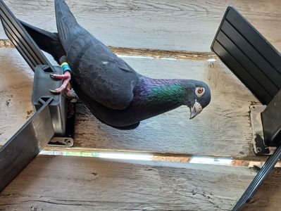 inbound2558805823213089096