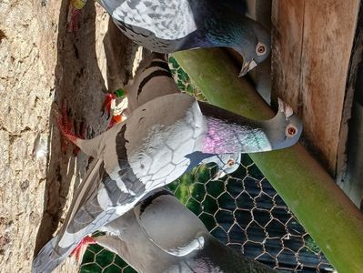 inbound3315309060535072287