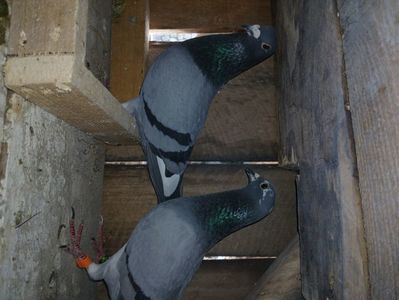 inbound6458374260038127114