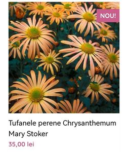 Tufanele perene Chrysanthemum Mary Stoker; gradina bijoux, 40ron
