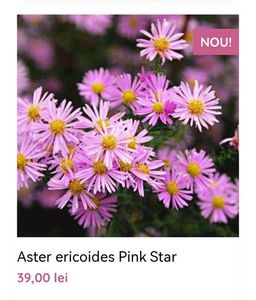 Aster ericoides Pink Star; gradina bijoux, 39ron

