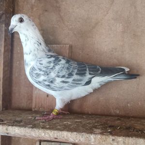 Femela 24-243
