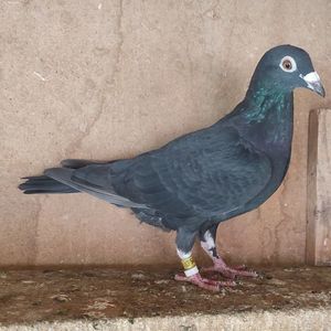 Femela 24-006