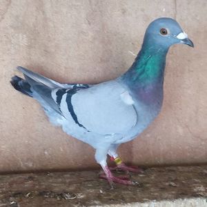 Femela 24-398