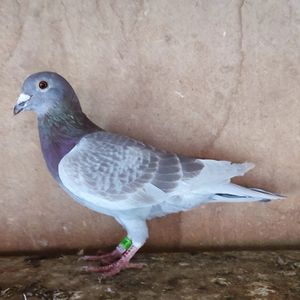 Mascul 23-029