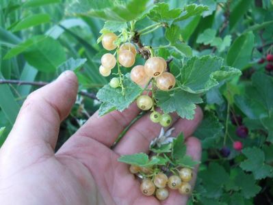 coacaz alb