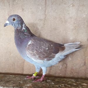 Femela 24-986