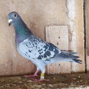 Femela 24-292