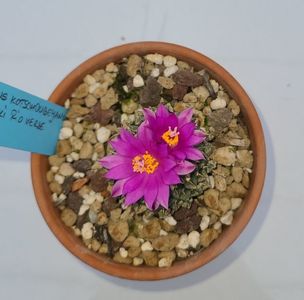 Ariocarpus kotschoubeyanus sladkovski Rio Verde