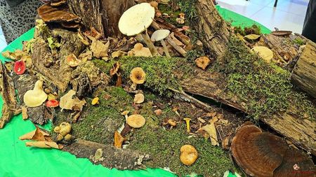 Mushrooms DECO