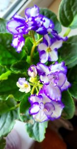 08.10.2024; Violeta
