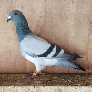 Mascul 24-833