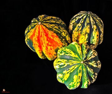 Pumpkins DECO 1