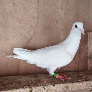 Femela 23-149