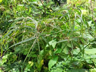 Hubbs Red Willow
