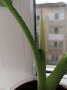 7f2eb5ac-b470-4d05-9634-df90d32607b8-1_all_585