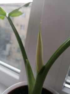 7f2eb5ac-b470-4d05-9634-df90d32607b8-1_all_580