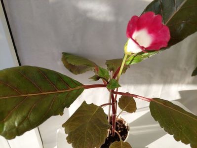 Luci s Sweet Pink(11-x-2024)
