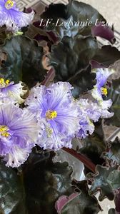 2BA352B7-631F-4BCE-B894-BD0E034B9B49