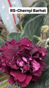 A36DAF81-20FC-47D7-96F7-E77918A643C7