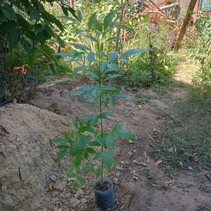 tecoma stans 70cm-25lei