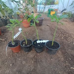 30lei